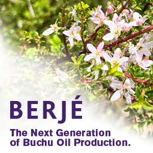 The Next Generation of Buchu Oil Production
