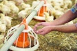 6 tips to achieve net zero in poultry feed, nutrition