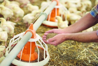 6 tips to achieve net zero in poultry feed, nutrition