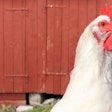 Improving food safety, health through poultry nutrition