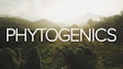 Phytogenics: The holistic solutions in animal production
