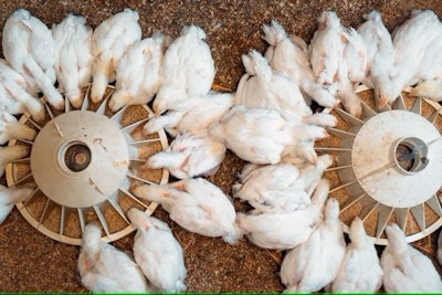 Optimizing poultry production through methionine