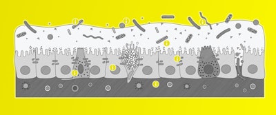 Antibiotic reduction alternatives for improving poultry performance