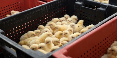 Using mineral nutrition to increase chick hatchability, quality and performance