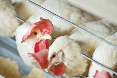 Solving poultry performance, health challenges