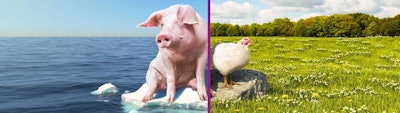 5 benefits of using Biolys in swine diets