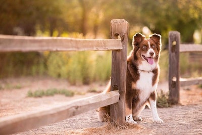 How Antioxidants Help Pets