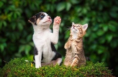 Optimizing the digestive health of dogs