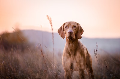 Well being starts with stability: Actisaf SC50 PET, the probiotic for premium dry food