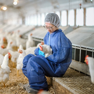 Biosecurity tips for protecting your flock