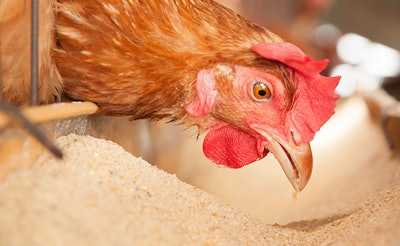 Building the base: What’s your broiler vaccine strategy?