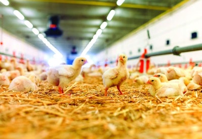 Efficiently raise a healthy and profitable flock
