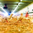 Efficiently raise a healthy and profitable flock
