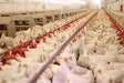 A natural alternative to managing coccidiosis in poultry
