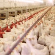 A natural alternative to managing coccidiosis in poultry