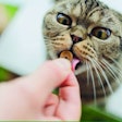 Pet food ingredient insights for new product development
