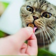 Pet food ingredient insights for new product development