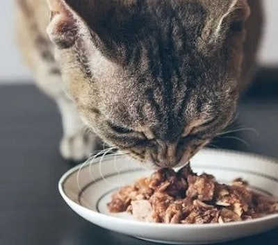 Insights into Wet Pet Food Quality