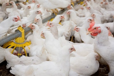 Research and new technologies to improve poultry health