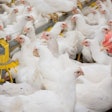 Research and new technologies to improve poultry health