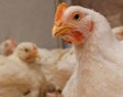 Improving poultry health with methionine