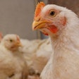 Improving poultry health with methionine