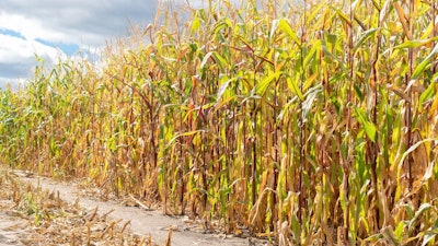 Expert tips to keep your grain safe from contaminants