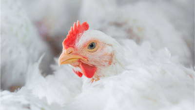 Unlocking the potential of poultry nutrition