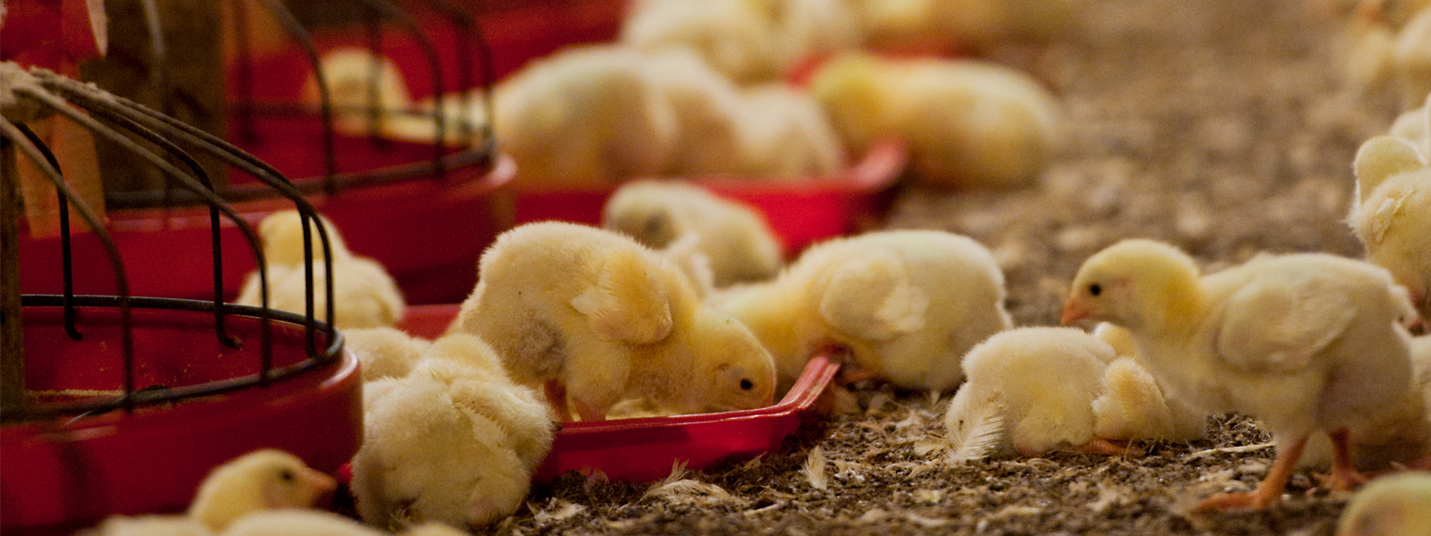 Strategies for improving poultry production