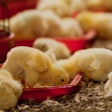 Strategies for improving poultry production