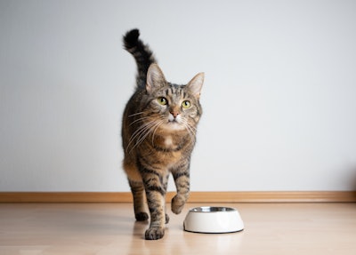 Give your brand a scientific edge with pet-proven postbiotics