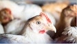 Producing healthy poultry meat in a cost-effective way