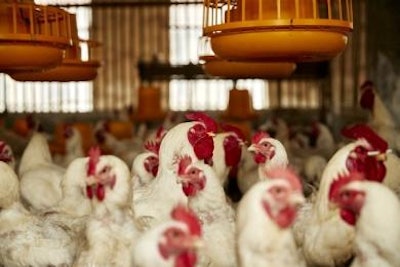 Innovations and Strategies in Poultry Health and Production
