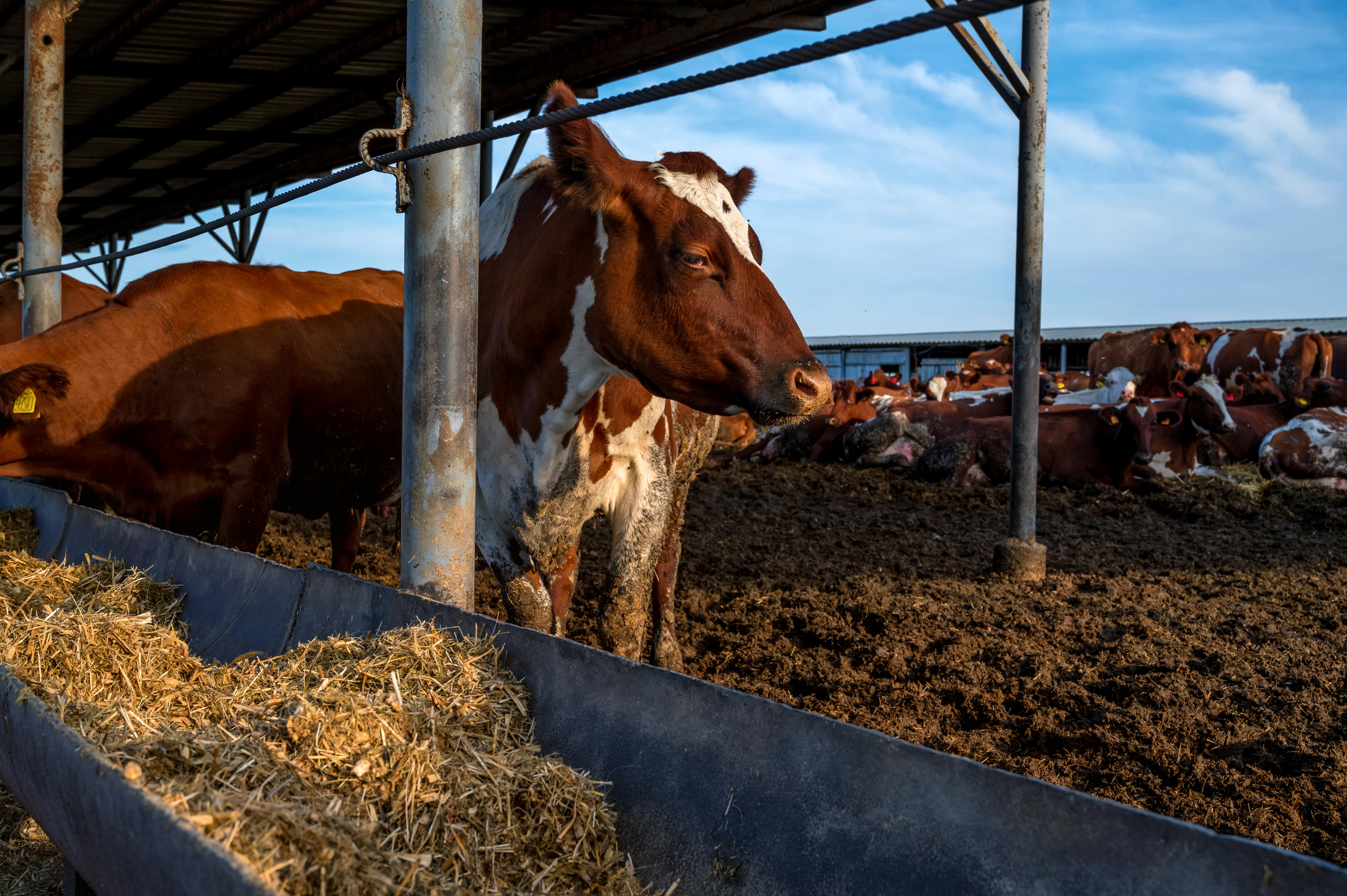 Symptoms of acidosis in feedlot cattle