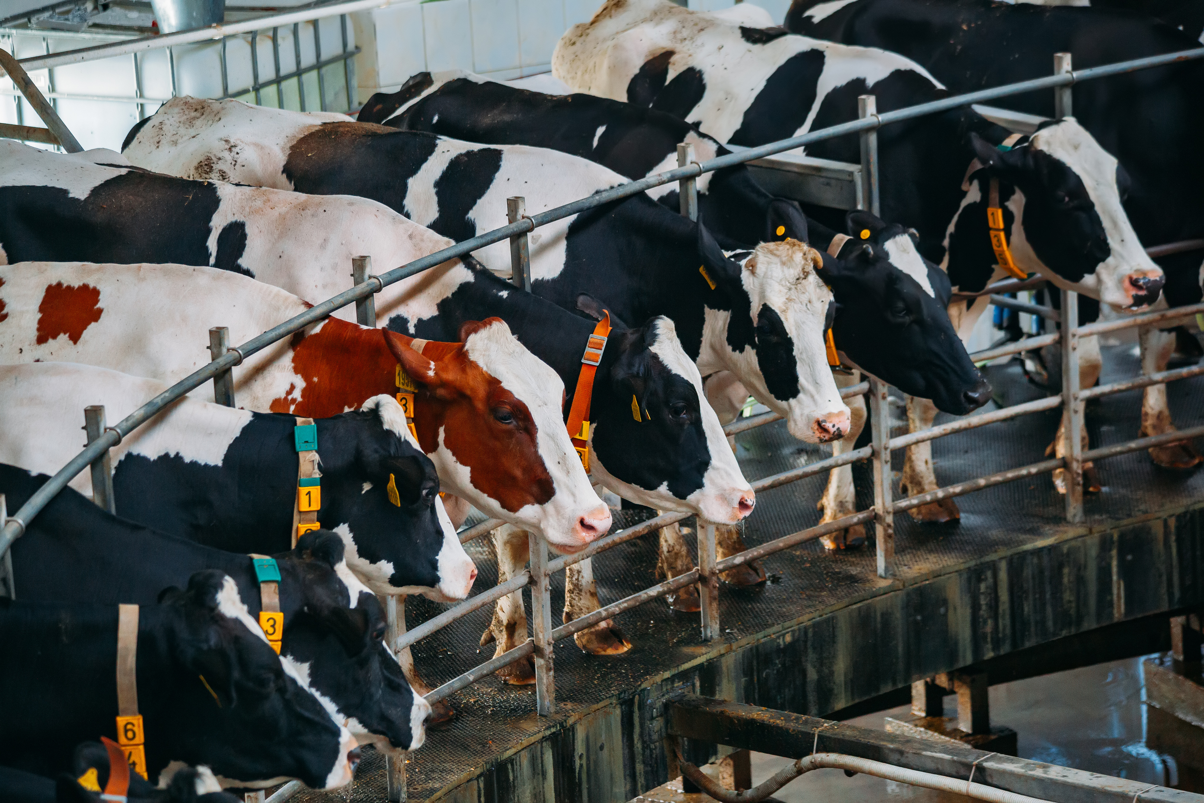 4 keys to a profitable, productive dairy operation