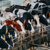 4 keys to a profitable, productive dairy operation
